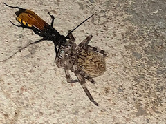 Eusparassus walckenaeri