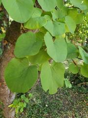 Cercis siliquastrum