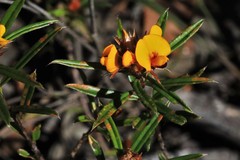 Pultenaea robusta
