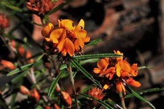 Pultenaea robusta