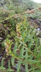 Scutellaria baicalensis