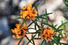 Pultenaea robusta