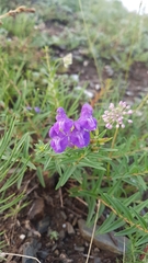 Scutellaria baicalensis