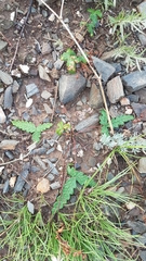 Potentilla leucophylla