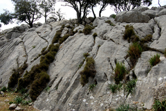 Asphodelus ramosus ramosus