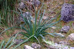 Asphodelus ramosus ramosus