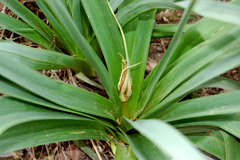 Asphodelus ramosus ramosus