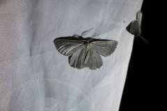 Crocota peletieraria