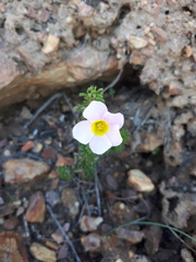 Oxalis viscosa