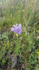 Scabiosa comosa