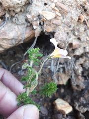 Oxalis viscosa