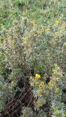 Dasiphora parvifolia