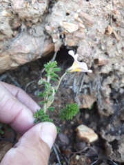 Oxalis viscosa