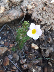 Oxalis viscosa