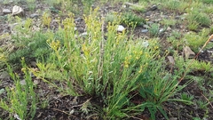 Haplophyllum dauricum