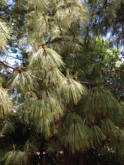 Pinus sabiniana