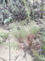 Erigeron blochmaniae
