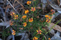 Pultenaea robusta
