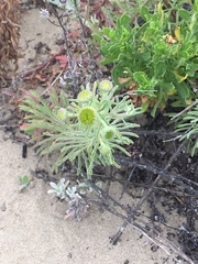 Erigeron blochmaniae