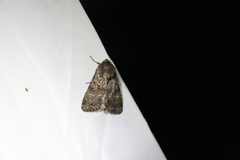 Mamestra brassicae