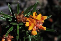 Pultenaea robusta