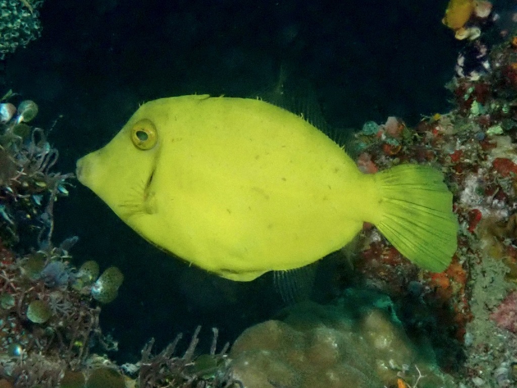 Waxy Filefish