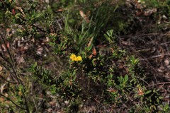 Hibbertia acuminata