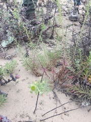 Erigeron blochmaniae
