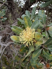 Banksia ilicifolia