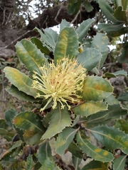 Banksia ilicifolia