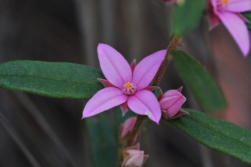 Boronia hapalophylla Duretto, F.J.Edwards & P.G.Edwards