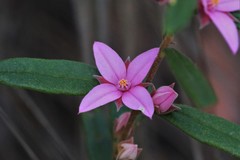 Boronia hapalophylla