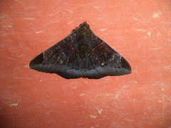 Platyja ciacula