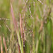 Pendantgrass - Photo (c) Samuel Brinker, some rights reserved (CC BY-NC), uploaded by Samuel Brinker