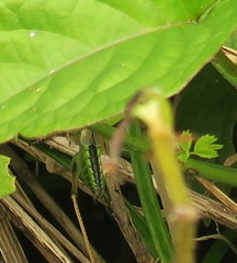 Tettigonia orientalis