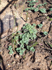 Pelargonium ternifolium