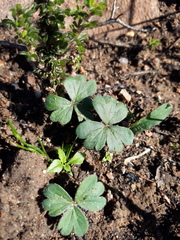 Pelargonium ternifolium