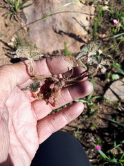 Pelargonium ternifolium