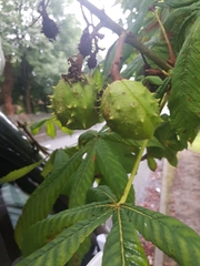 Aesculus hippocastanum