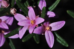 Boronia hapalophylla