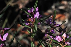 Boronia hapalophylla