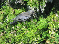 Corvus monedula