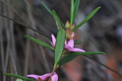 Boronia hapalophylla