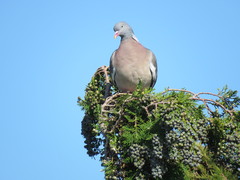 Columba palumbus