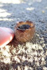 Peziza oceanica
