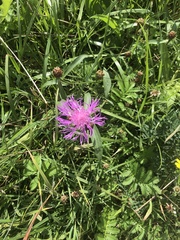 Centaurea jacea