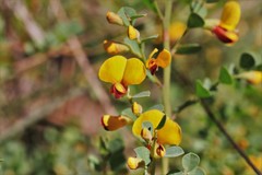 Bossiaea rhombifolia