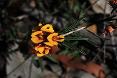 Pultenaea robusta