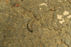 Phalerodonta manleyi