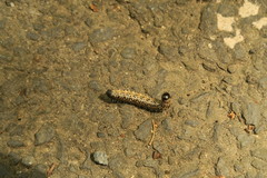 Phalerodonta manleyi